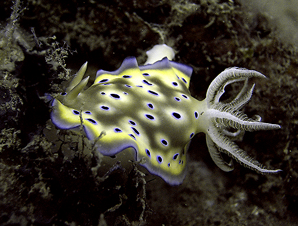 Nudibranch